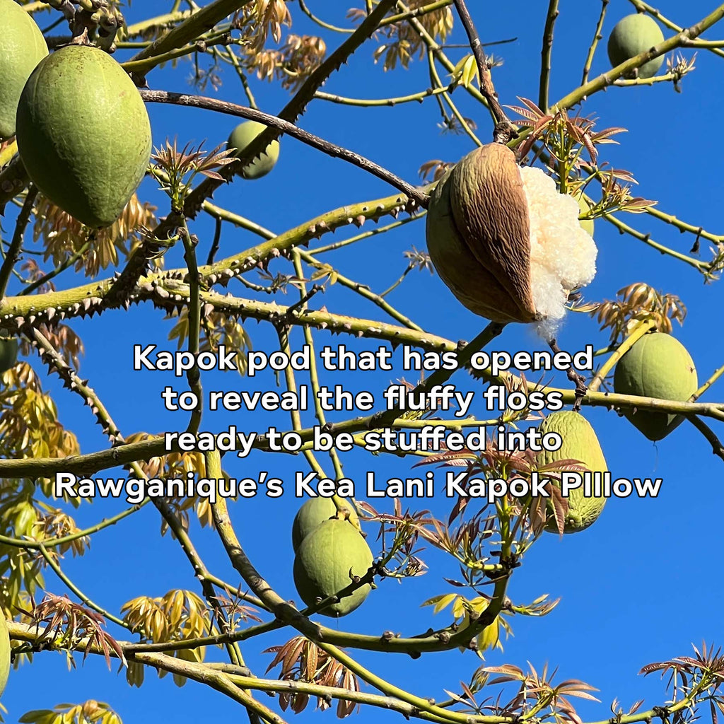 Organic 100% Kapok Fiber For Pillows, Toys, Cushion Stuffing  (One Pound) (100% Biodegradable)