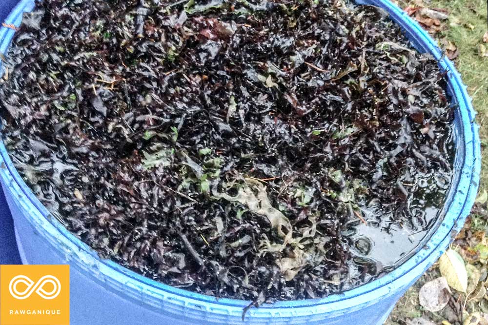 How to make Liquid Seaweed Fertilizer / Kelp Fertilizer Rawganique