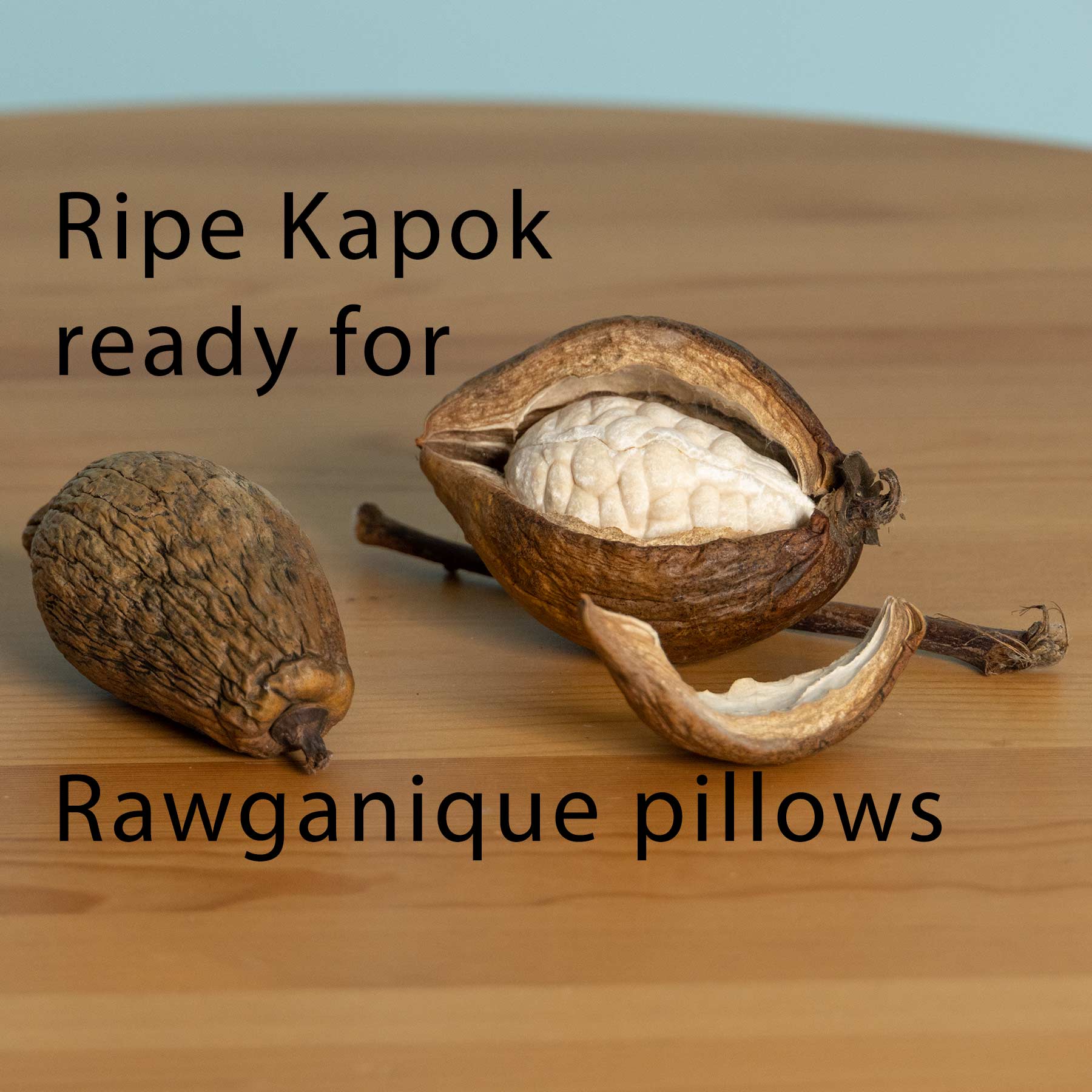 Organic Cotton Bed Pillow Made in USA (Hypoallergenic; Chemical-free) –  Rawganique